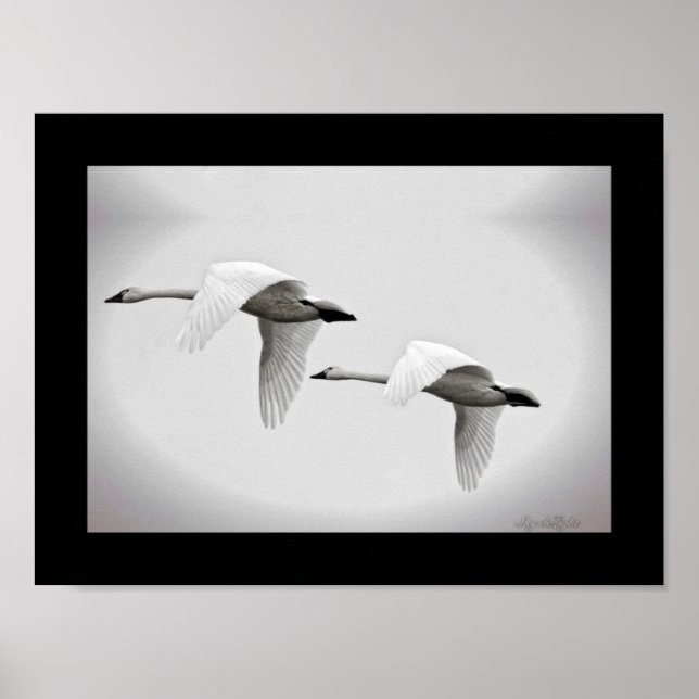 Poster Swan Duo (Devant)