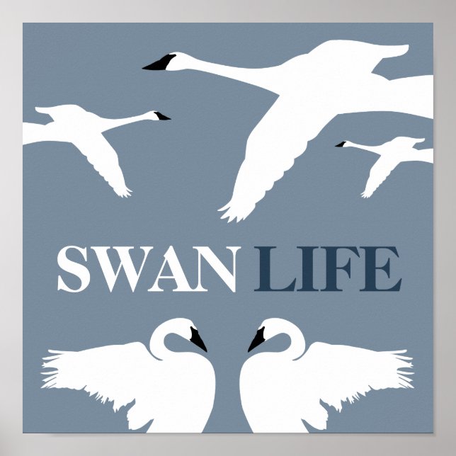 Poster Swan Life (Devant)