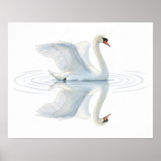 Poster Swan Reflection