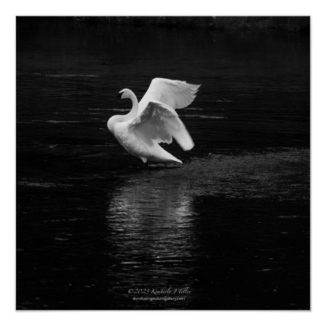 Poster Swan trompette b/w (Devant)