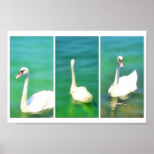 Poster Swans at Lake Balaton – triptych