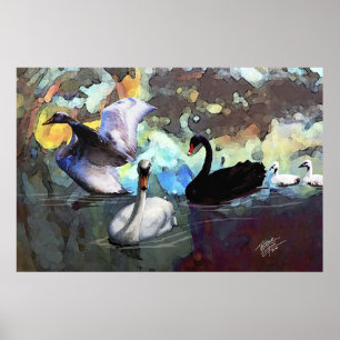 Poster Swans Natation