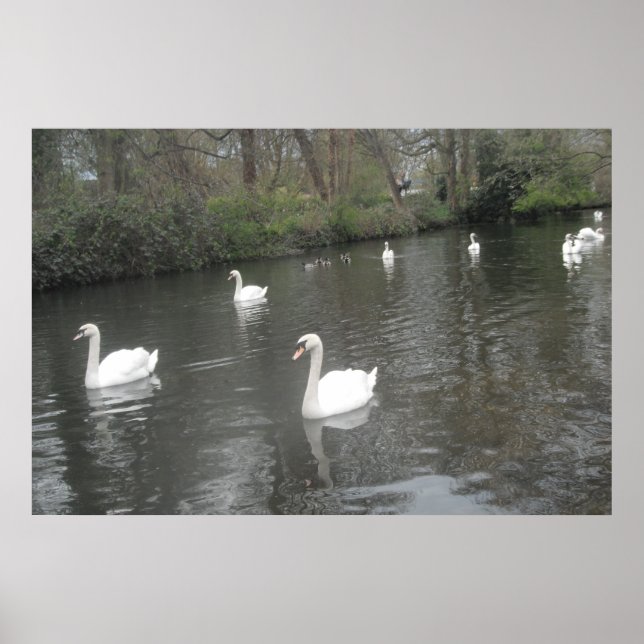 Poster Swans Swimming (Front)