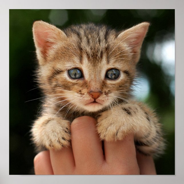 Poster Sweet Baby Kitten (Devant)