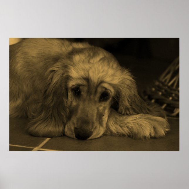 Poster Sweet Dog - Golden Retriever en Sepia Tones (Devant)