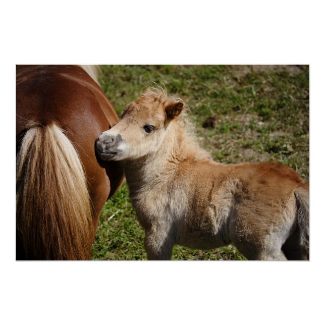 Poster Sweet Haflinger Foal (Devant)