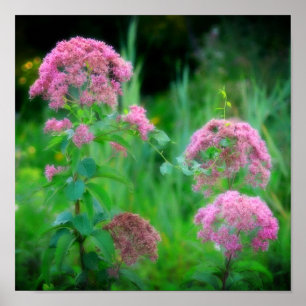 Poster Sweet Joe Pye Fleur sauvage de mauvaises herbes
