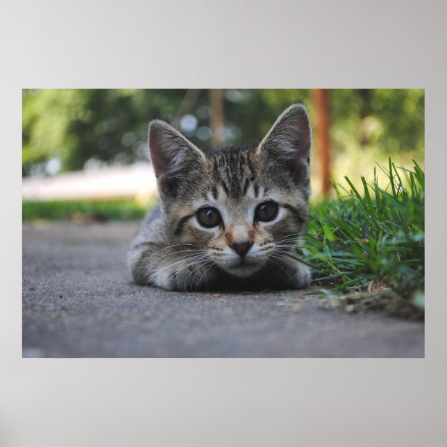 Poster Sweet Kitten Print (Devant)