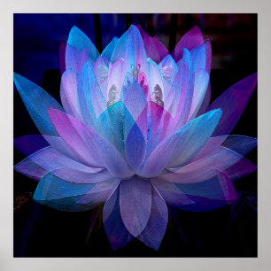 Poster Sweet Lotus....