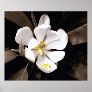 Poster Sweet Magnolia