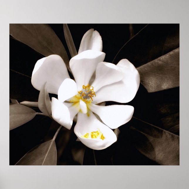 Poster Sweet Magnolia (Devant)