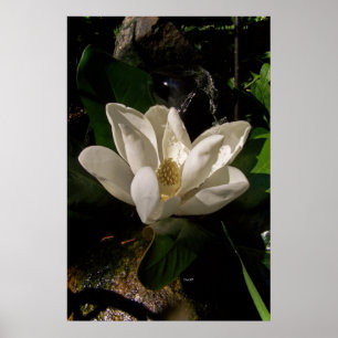 Poster Sweet Magnolia Blossom