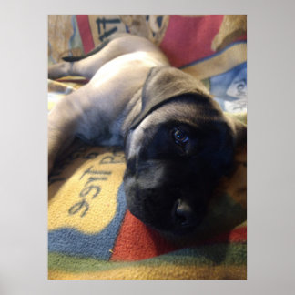 Poster Sweet Mastiff Puppy