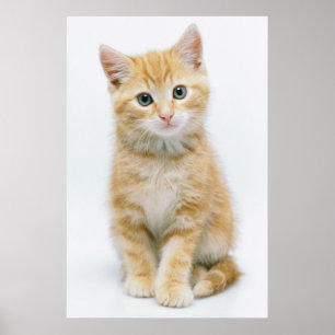 Poster Sweet Orange Tabby