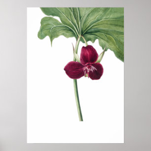 Poster Sweet Trillium Art Imprimer par Mary Vaux Walcott