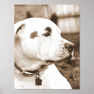 Poster sweet white sepia pit bull hate deed not breed