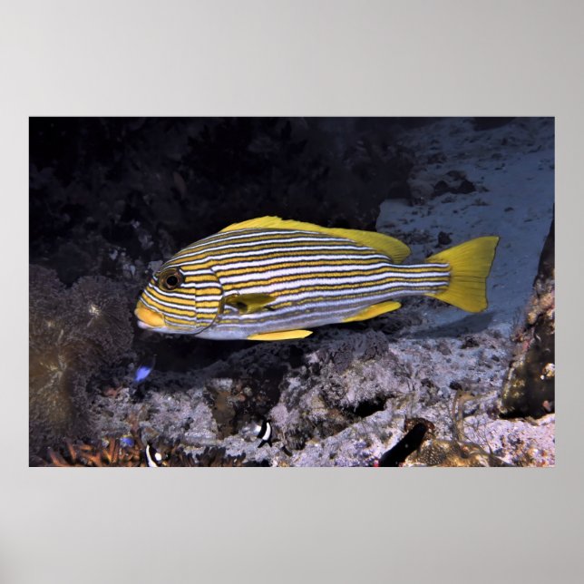 Poster Sweetlips désossés 2 (Devant)