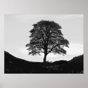Poster Sycamore Gap Poster/Print