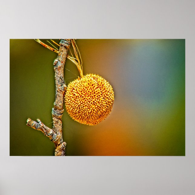 Poster, Sycamore Seed Ball  Poster (Front)