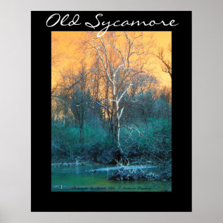 Poster Sycamore Tree, Vieux Sycamore
