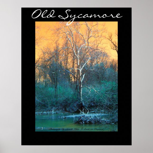 Poster Sycamore Tree, Vieux Sycamore (Devant)