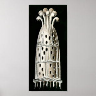 Poster Sycandra compresseur, Ernst Haeckel Fine Art