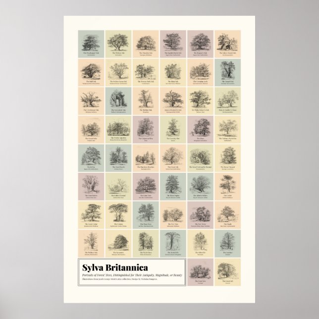 Poster Sylva Britannica (Devant)