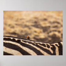 Symbiose : Oxpecker & Zebra