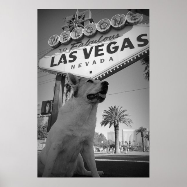 Poster Symbole Maggie - Las Vegas (Devant)