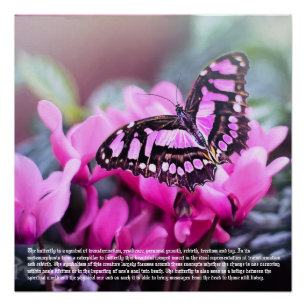 Poster Symbolisme Papillon