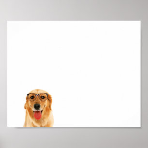 Poster Sympa chien Golden Retriever