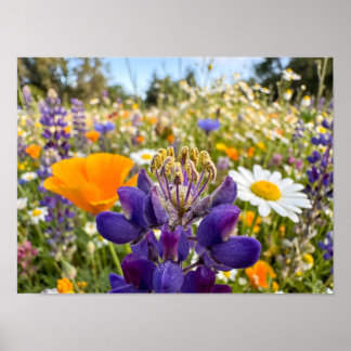 Poster Symphonie de prairie