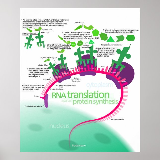 Poster Synthèse de la protéine Diagramme de la traduction (Devant)