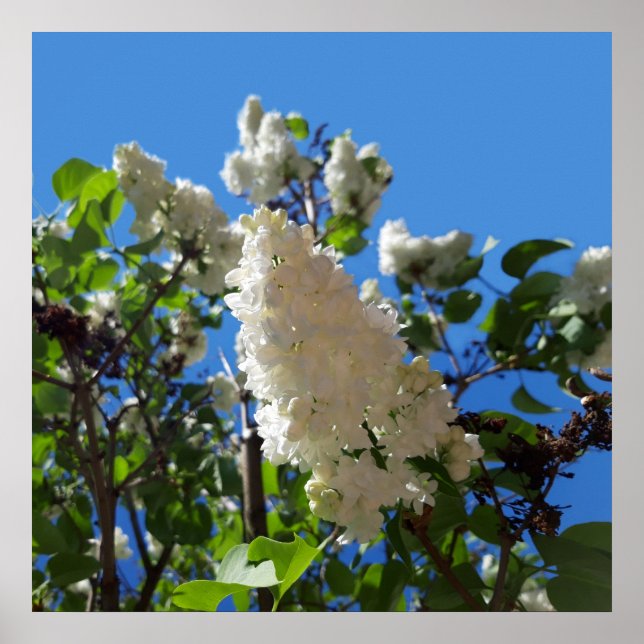 Poster Syringa, Arbre à fleurs blanc Lilac (Devant)