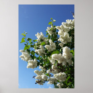Poster Syringa, Arbre à fleurs blanc Lilac