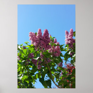 Poster Syringa, Arbre à fleurs Lilac