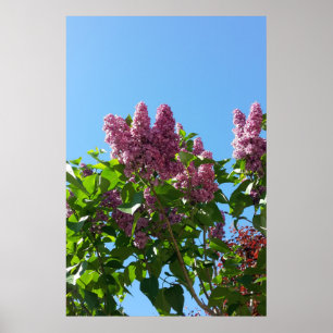 Poster Syringa, Arbre à fleurs Lilac