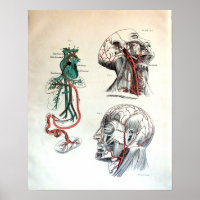 Système circulatoire crânien