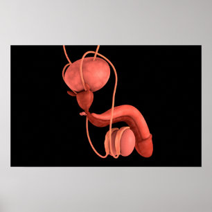 Poster Système de reproduction chez les hommes humains 1