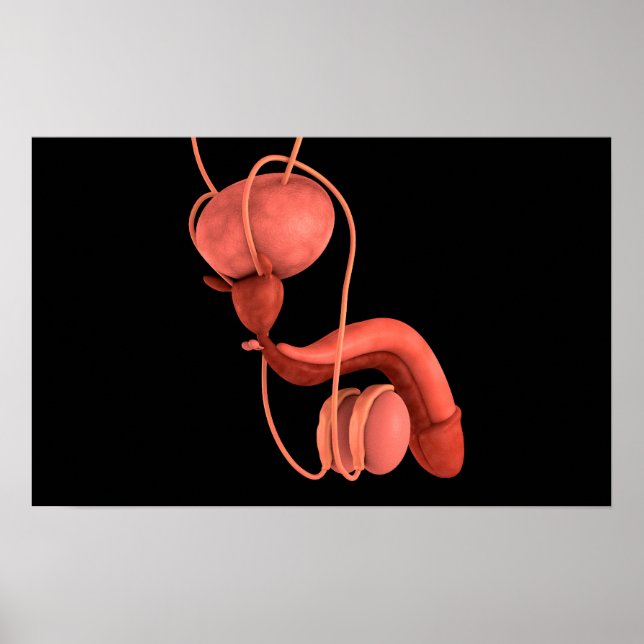 Poster Système de reproduction chez les hommes humains 1 (Devant)
