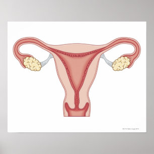 Poster Système de reproduction féminine 2