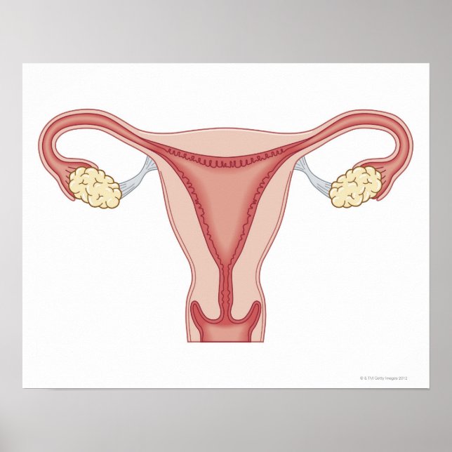 Poster Système de reproduction féminine 2 (Devant)