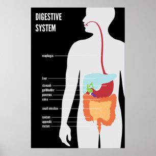 Poster Système digestif