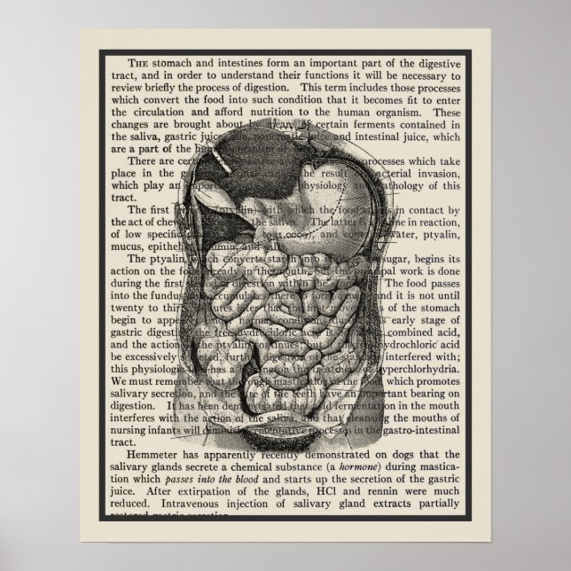 Poster Système digestif Anatomie Art Imprimer #1 (Devant)