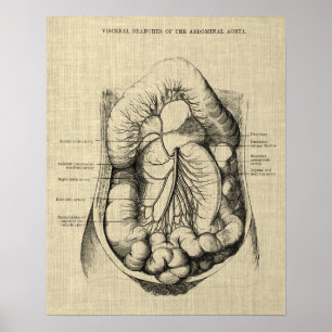 Poster Système digestif Anatomie imprimer 2 Gastroentérol