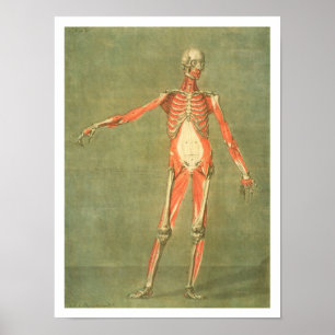 Poster Système Musculaire Plus Profond du Front du Corps,