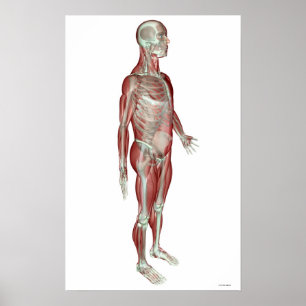 Poster Système musculosquelettique 3
