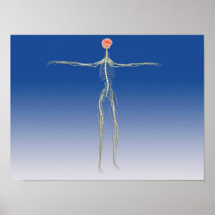 Poster Système nerveux central avec cerveau humain