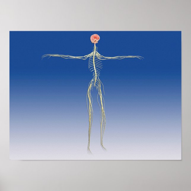 Poster Système nerveux central avec cerveau humain (Devant)