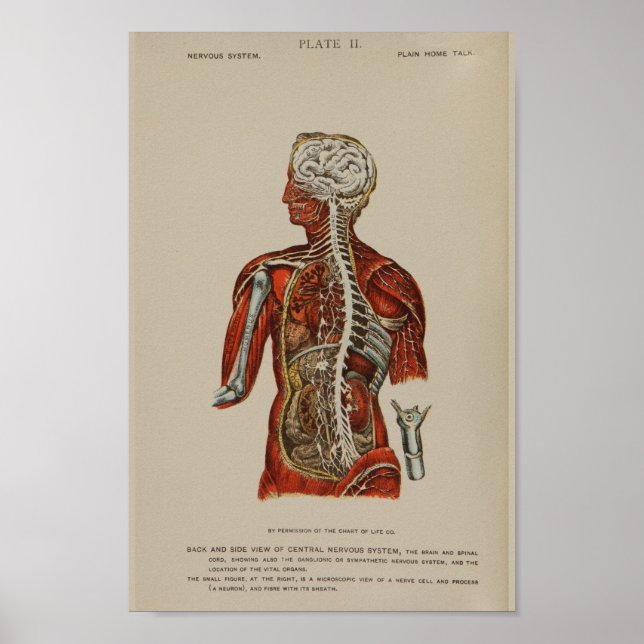 Poster Système nerveux Cordon de colonne vertébrale Nerve (Devant)